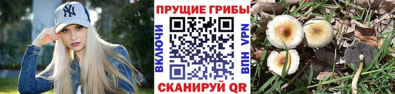 мега купить наркотики цена Дегтярск Псилоцибиновые грибы MAGIC MUSHROOMS